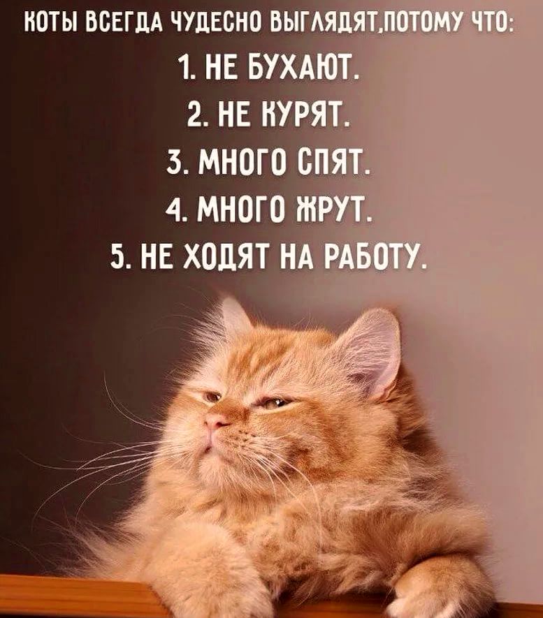 Коты и кошки