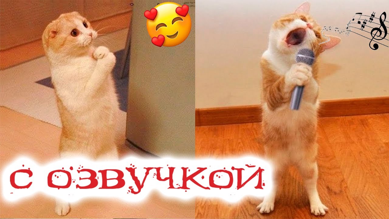 Весёлые Картинки С Котиками И С Пожеланиями Доброго Утра | TikTok