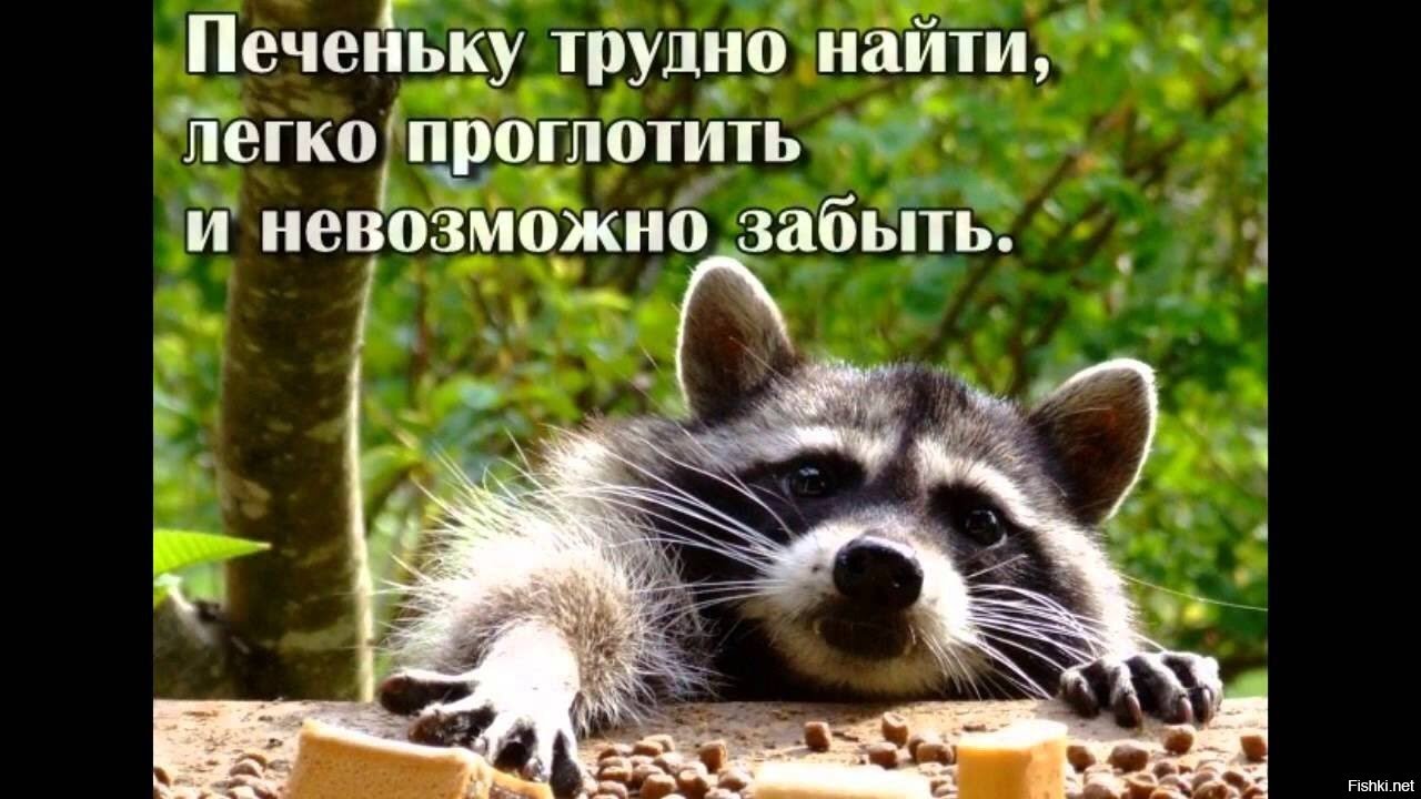 Best funny moments with raccoons. Самые смешные видео с