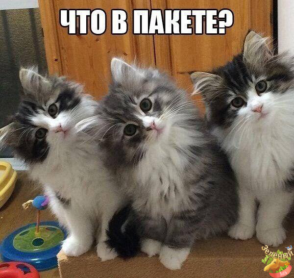 смешные котята #1