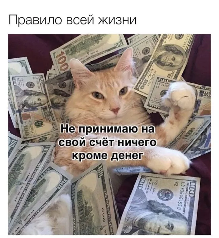 Смешные Фотки Котиков На Аватарку | TikTok