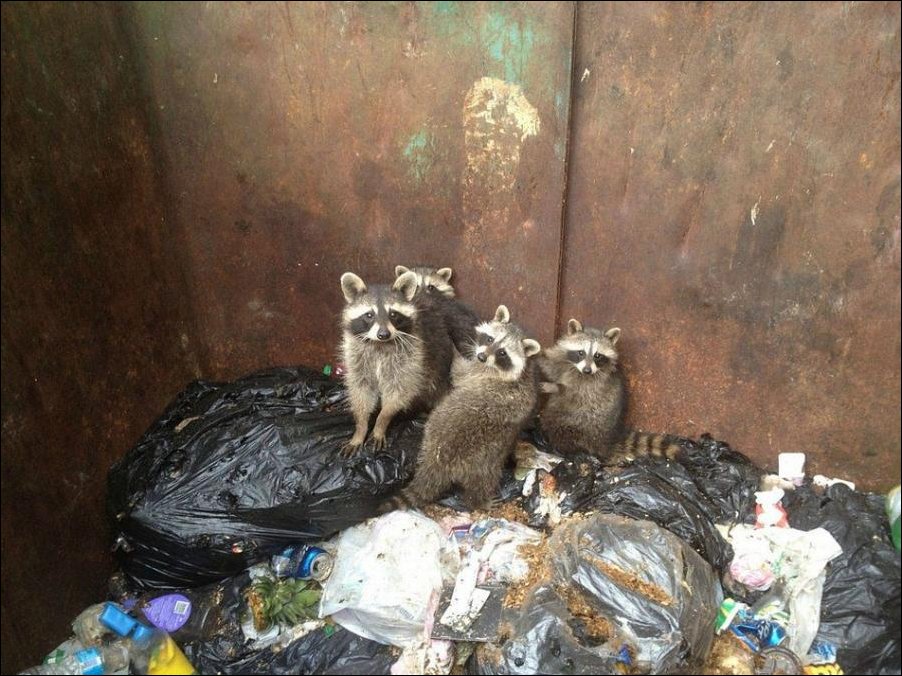 Funny Raccoons