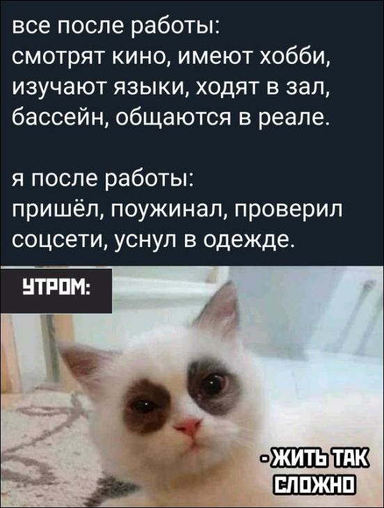 Самые смешные фото котов, которые наделали шума в интернете