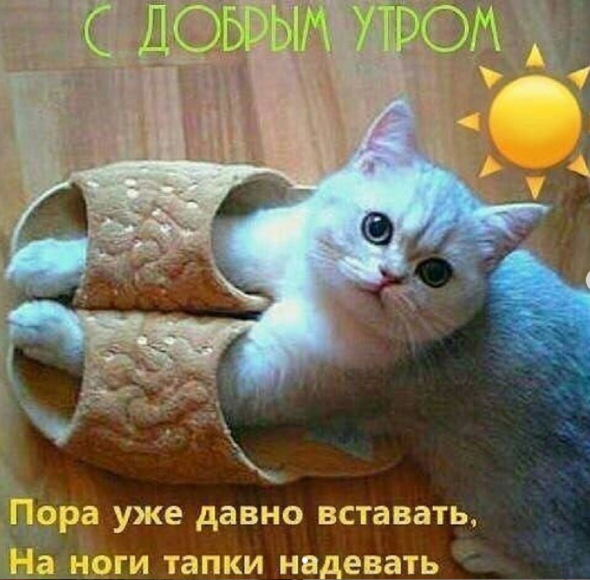 Доброе утро /Good morning