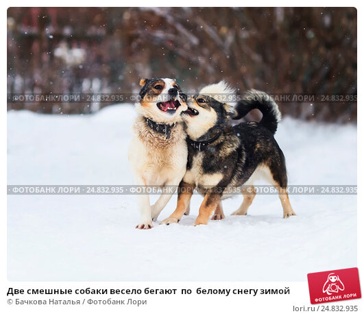 Веселая Музыка для собак on Amazon