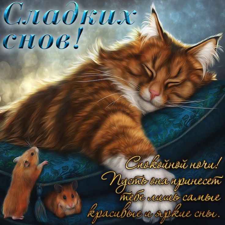 Котики#Доброй ночи#Сладких Снов#пожелания#Кровать#сон# | TikTok