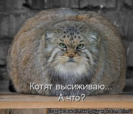 Пушистые милые котики