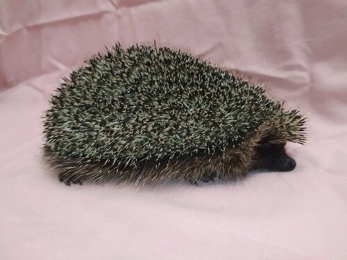 10 Reasons To Buy A Hedgehog