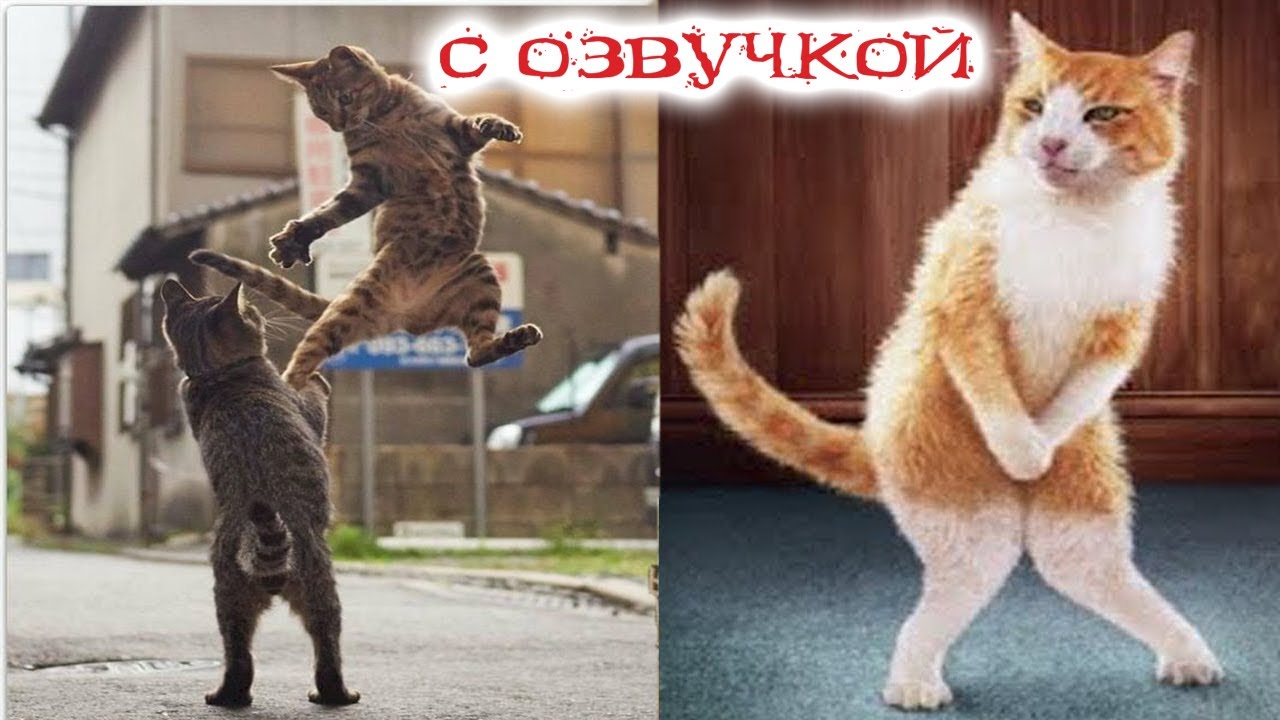 СМЕШНЫЕ КОТЫ СЛОМАЛИ ТИКТОК 🙀! Коты и Собаки в ШКОЛЕ! НЕ