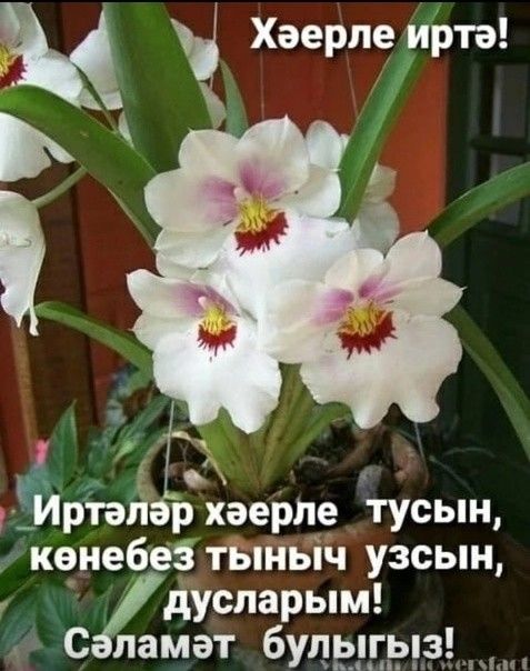 Картинки хәерле иртә