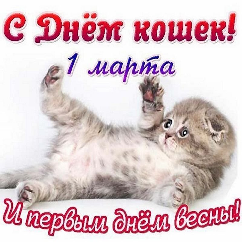 Открытки день кошек 8 августа красивые 