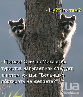 Cмешные Еноты #10 / Приколы с Енотами 2020 / Funny Raccoons