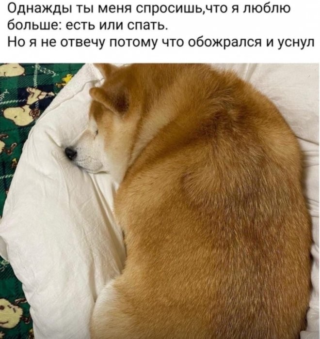 Котоматрица: