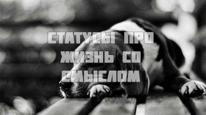 🐾 Цитаты и статусы про котиков: ни о чём и обо всём | Я