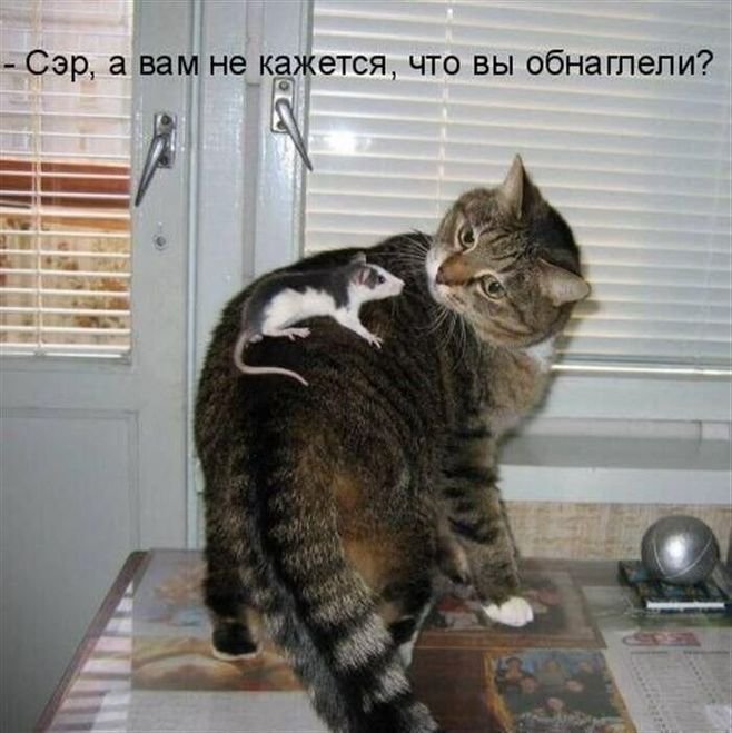 Прикольные коты » Невседома