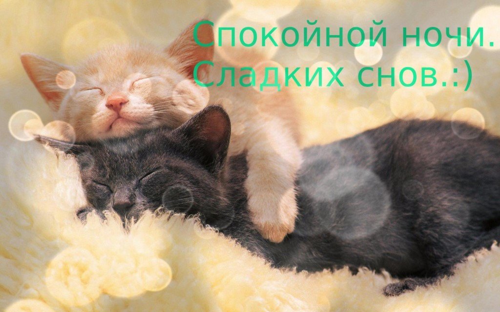 Все о котах и кошках All About Cats