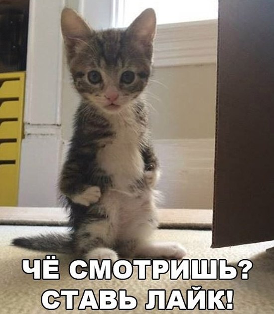 котики!!