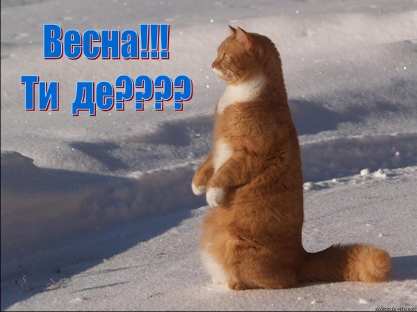 Хочу весну! А, может, лучше | Позитивные мотиваторы