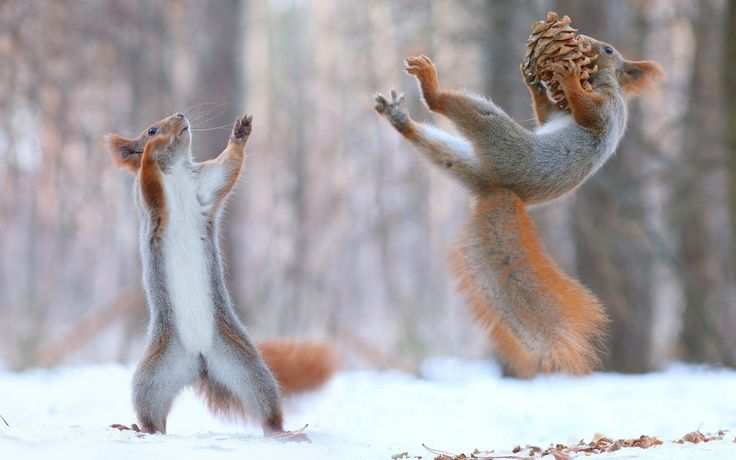 Милые белки / Cute squirrels