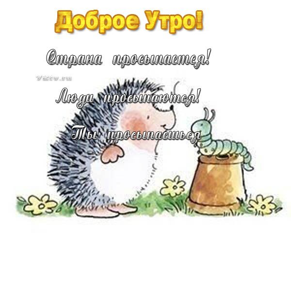 Доброе утро, тебе цветочек