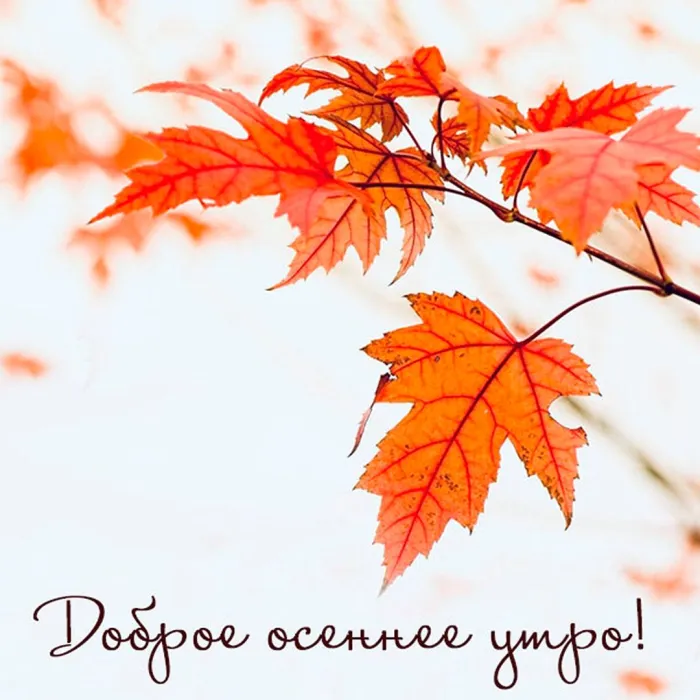 Осень… Доброе утро! ☀️🍂 картинки красивые с супер словами