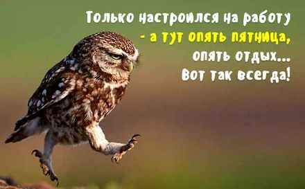 Картинка с пятницей прикольная с надписями смешная