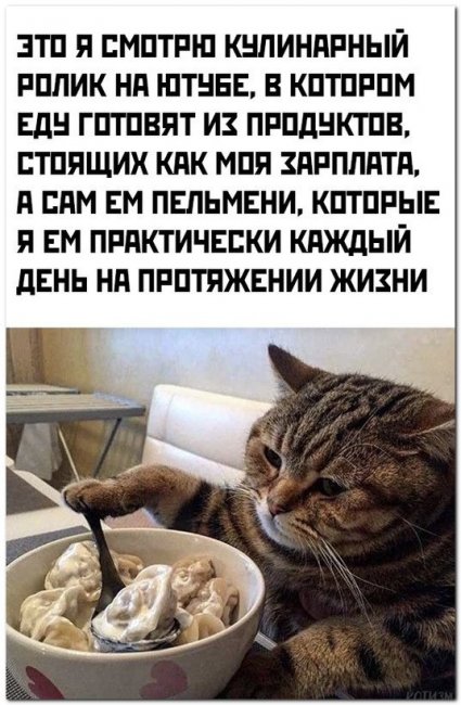 Самые смешные фото котов, которые наделали шума в интернете