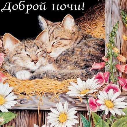 Все о котах и кошках All About Cats